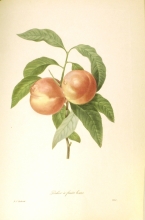 Redouté fruits and flowers 20/24